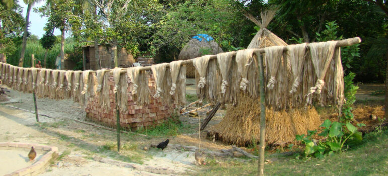From Farm to Factory: The Journey of Raw Jute