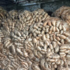 Why Raw Jute Is the Future of Eco-Friendly Manufacturing